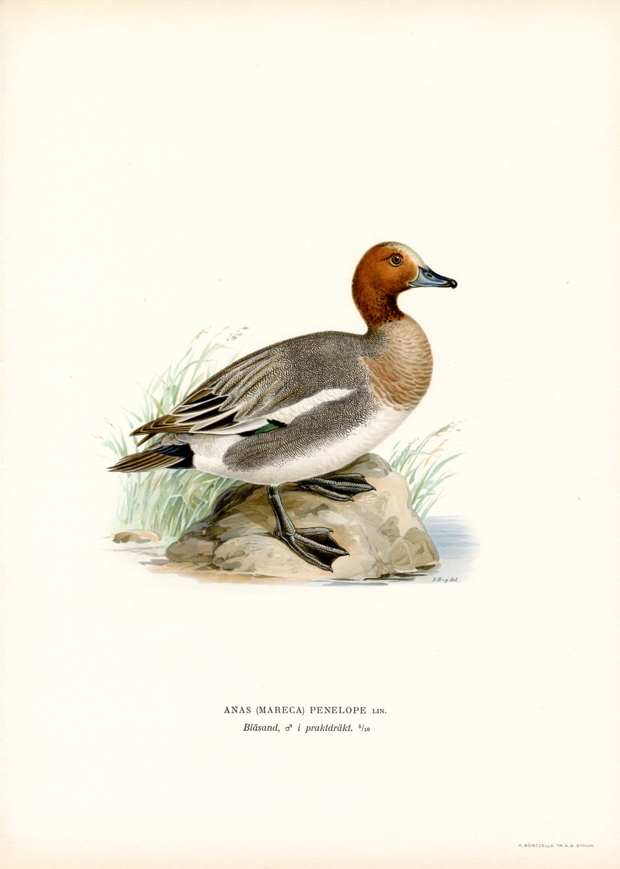 Eurázsiai Wigeon (színes litó) alkotó: Magnus Ferdinand and Wilhelm von Wright
