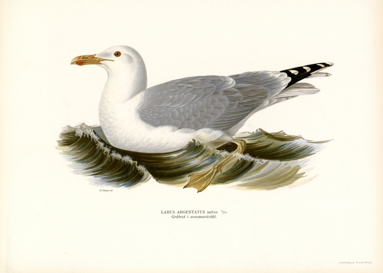 Európai halsirály (színes litho) alkotó: Magnus Ferdinand and Wilhelm von Wright