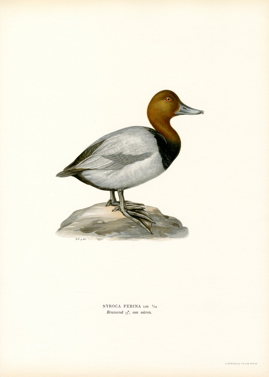 Európai pochard (színes litho) alkotó: Magnus Ferdinand and Wilhelm von Wright