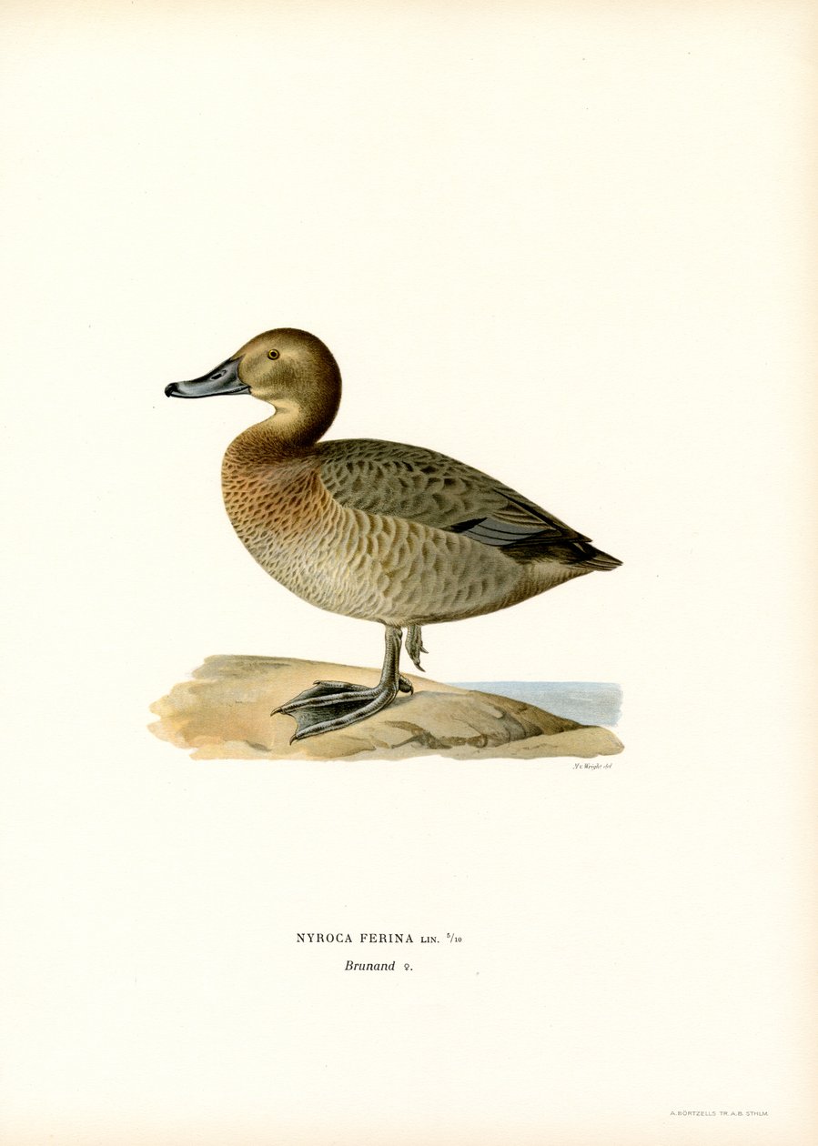 Európai pochard (színes litho) alkotó: Magnus Ferdinand and Wilhelm von Wright