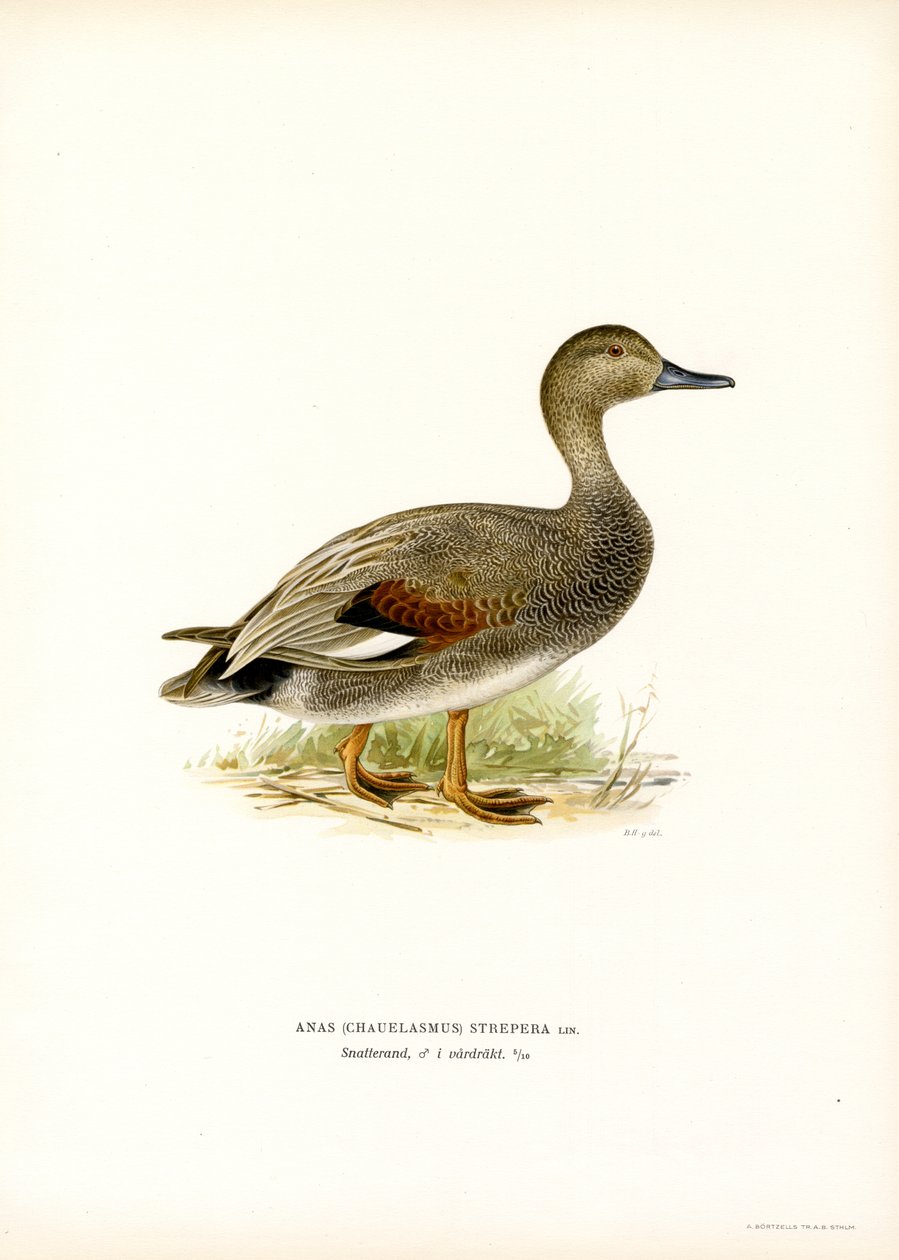 Gadwall (színes litó) alkotó: Magnus Ferdinand and Wilhelm von Wright