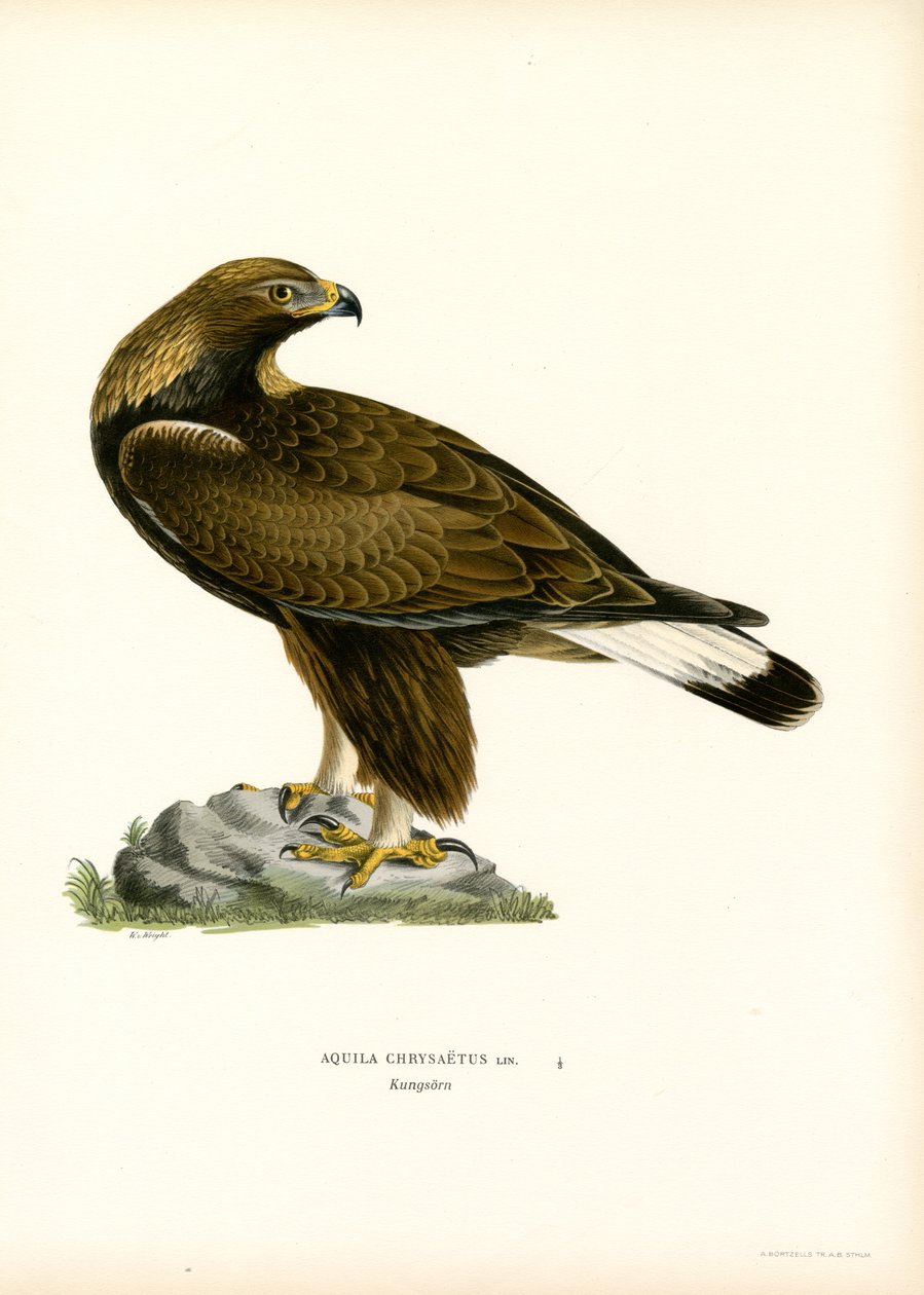 Golden Eagle (színes litó) alkotó: Magnus Ferdinand and Wilhelm von Wright
