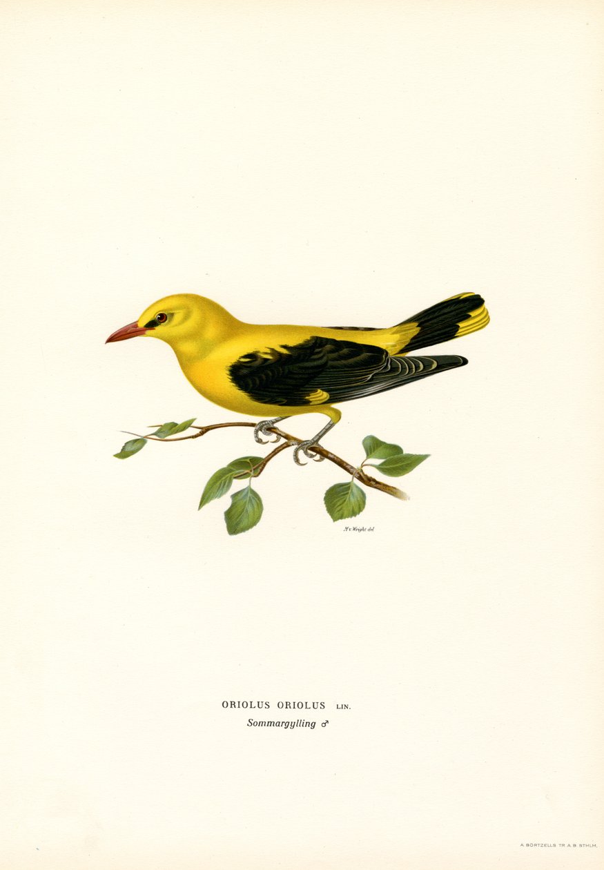 Arany oriole (színes litho) alkotó: Magnus Ferdinand and Wilhelm von Wright