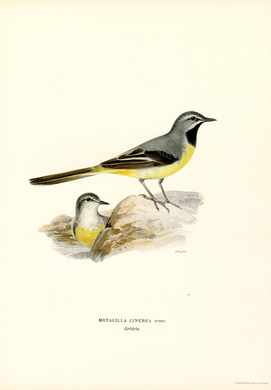 Szürke Wagtail (színes litó) alkotó: Magnus Ferdinand and Wilhelm von Wright