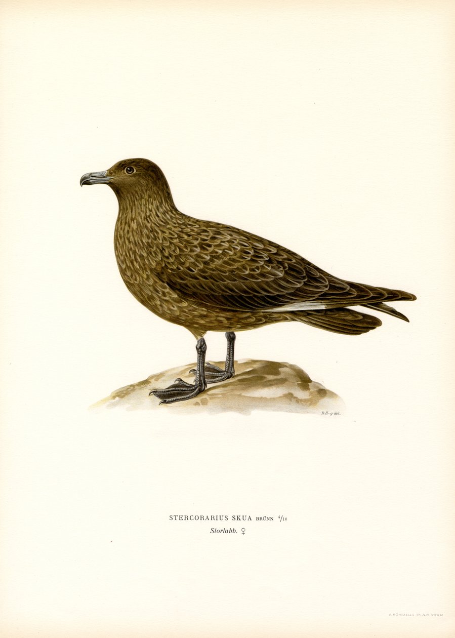 Nagy Skua (színes tagok) alkotó: Magnus Ferdinand and Wilhelm von Wright