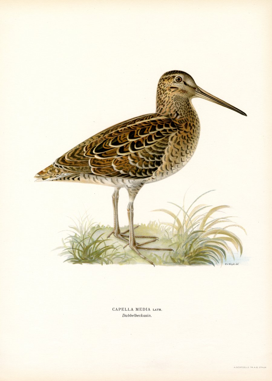 Great Snipe (colour litho)   1412994   hu       hungarian Successfully Translated  Original: Lampornis veraguensis (Veraguan Mango) Translat: Lampornis veraguensis (Veraguan Mango) 1251004 hu hungarian Successfully Translated Original: Vossenvuren op Oudej alkotó: Magnus Ferdinand and Wilhelm von Wright