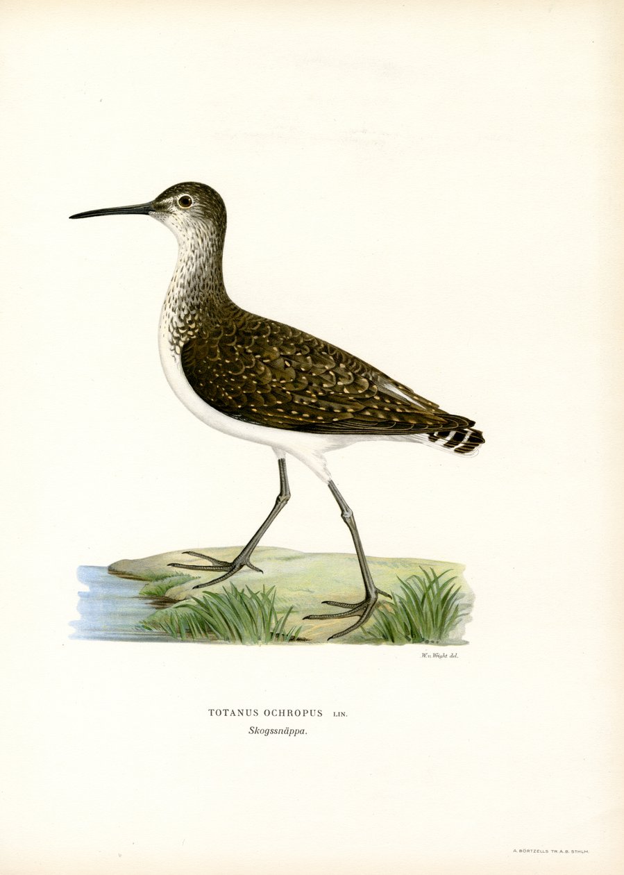 Green Sandpiper (színes litho) alkotó: Magnus Ferdinand and Wilhelm von Wright