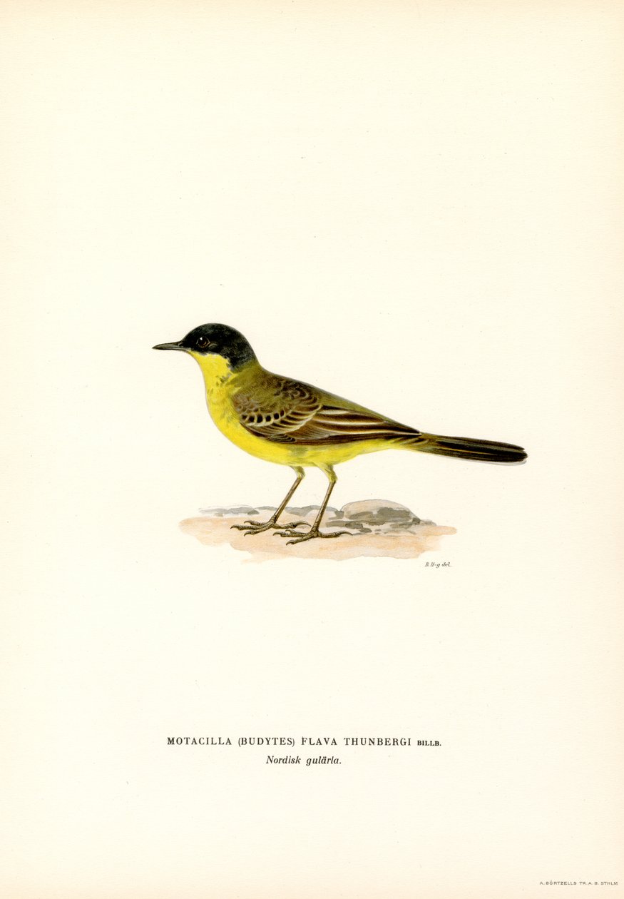 Szürkefejű wagtail (színes litho) alkotó: Magnus Ferdinand and Wilhelm von Wright