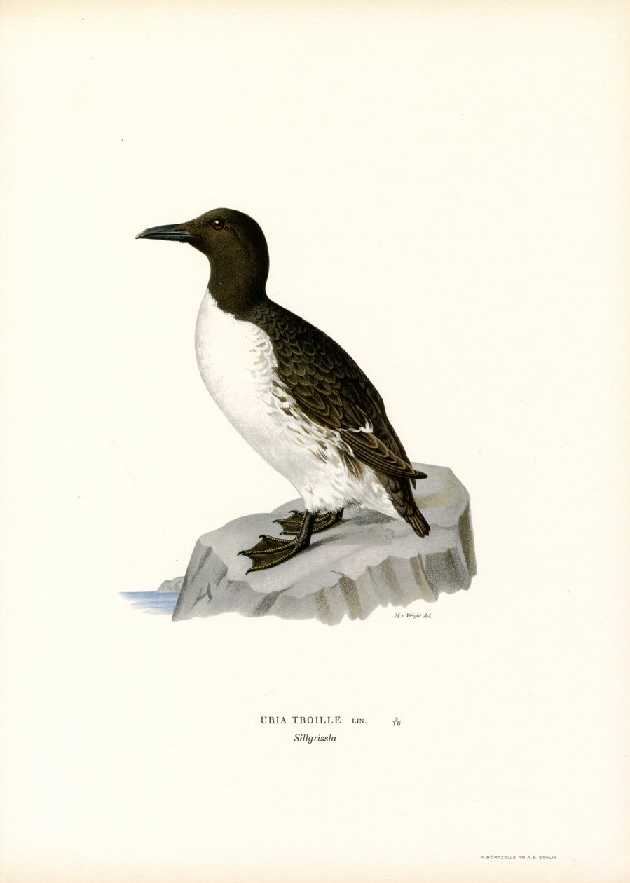 Guillemot (színes litó) alkotó: Magnus Ferdinand and Wilhelm von Wright