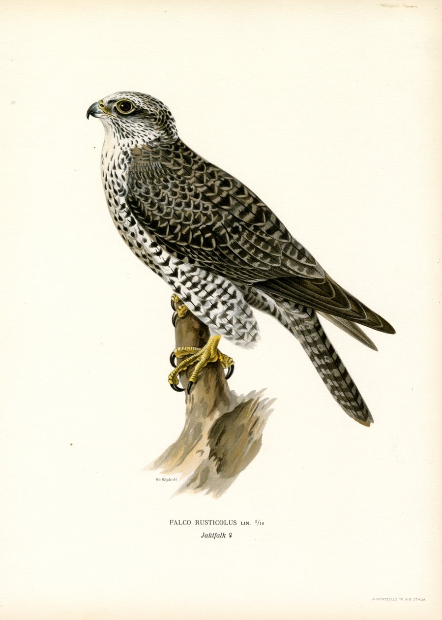 Gyrfalcon (színes litó) alkotó: Magnus Ferdinand and Wilhelm von Wright