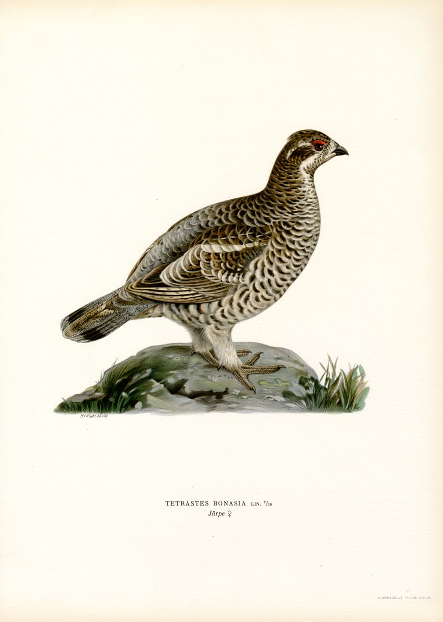 Hazel Grouse (színes litó) alkotó: Magnus Ferdinand and Wilhelm von Wright