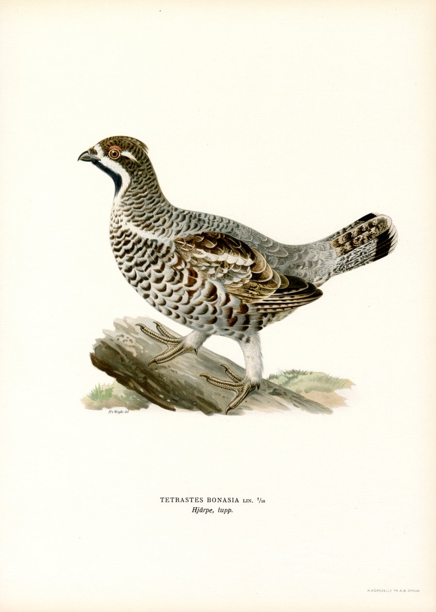 Hazel Grouse (színes litó) alkotó: Magnus Ferdinand and Wilhelm von Wright