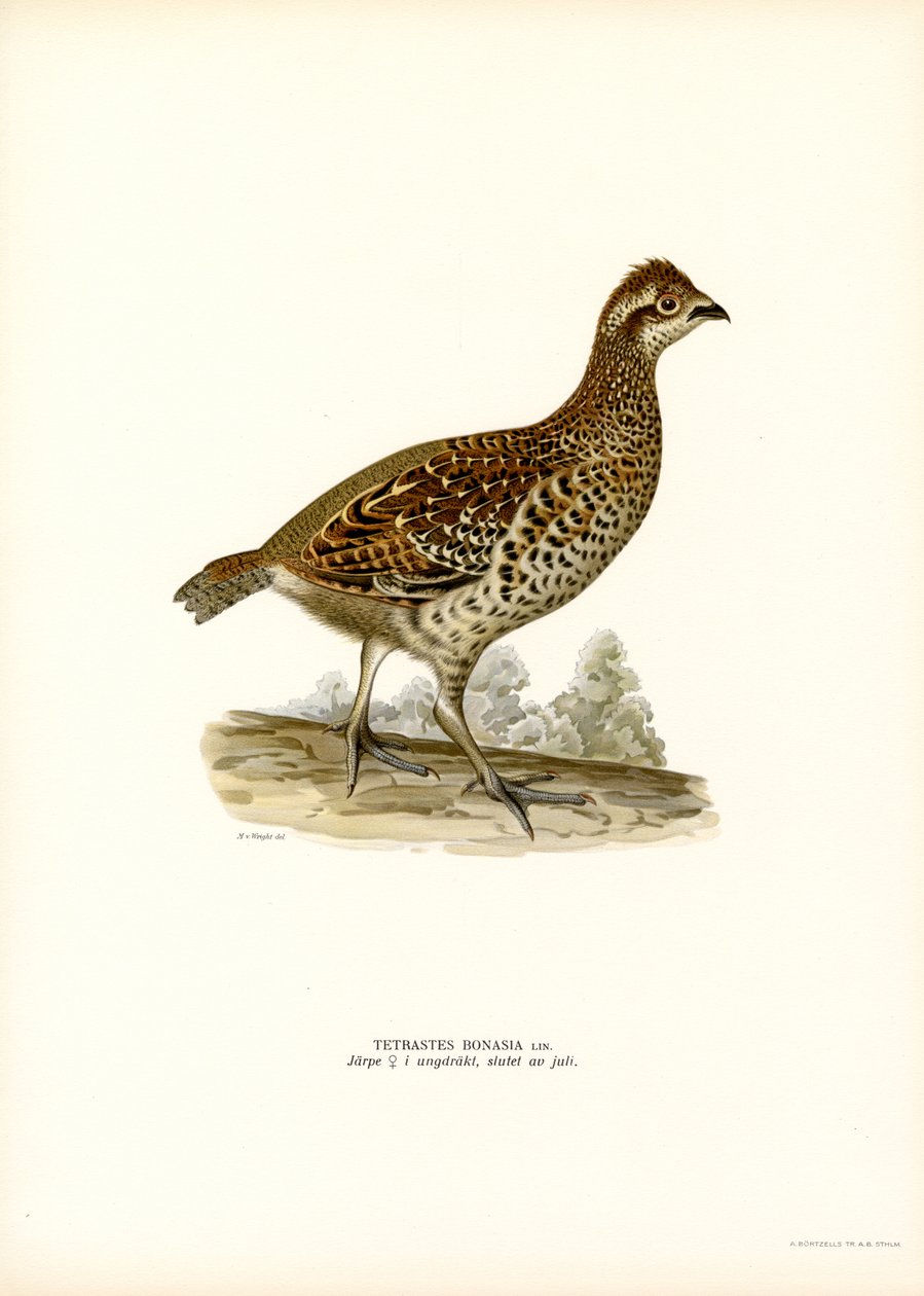 Hazel Grouse (színes litó) alkotó: Magnus Ferdinand and Wilhelm von Wright