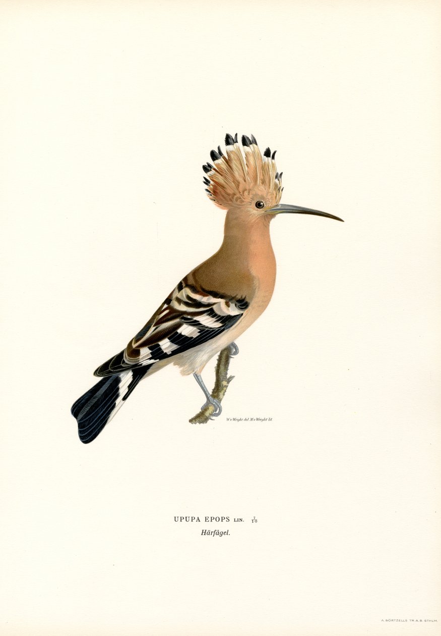 Hoopoe (színes litho) alkotó: Magnus Ferdinand and Wilhelm von Wright
