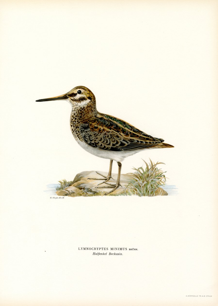 Jack Snipe (színes litó) alkotó: Magnus Ferdinand and Wilhelm von Wright