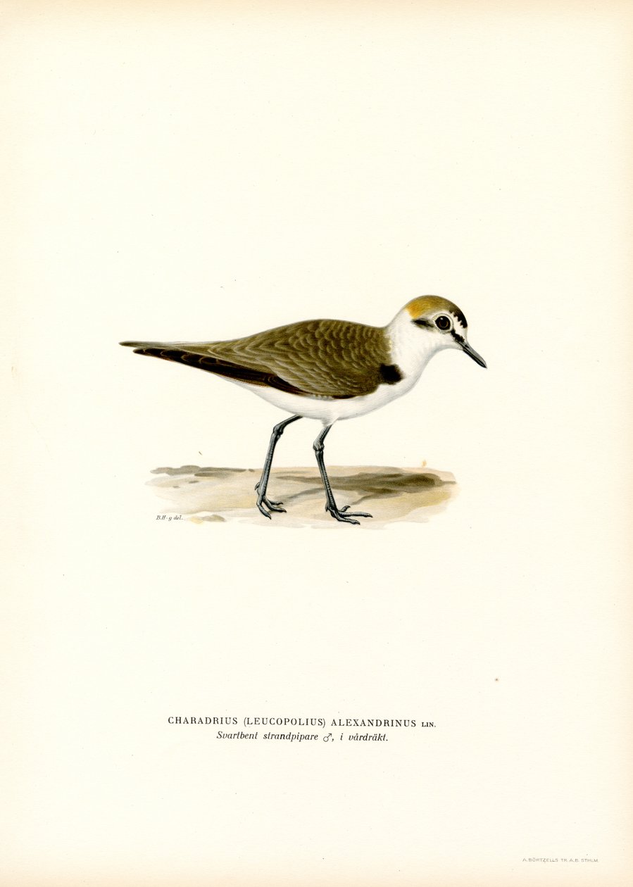 Kentish Plover (színes litho) alkotó: Magnus Ferdinand and Wilhelm von Wright