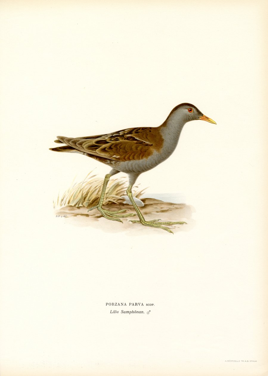 Little Crake (színes litó) alkotó: Magnus Ferdinand and Wilhelm von Wright
