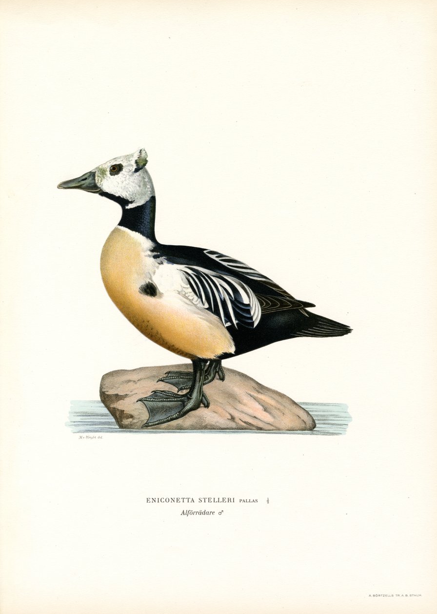 Kis Eider (színes litó) alkotó: Magnus Ferdinand and Wilhelm von Wright