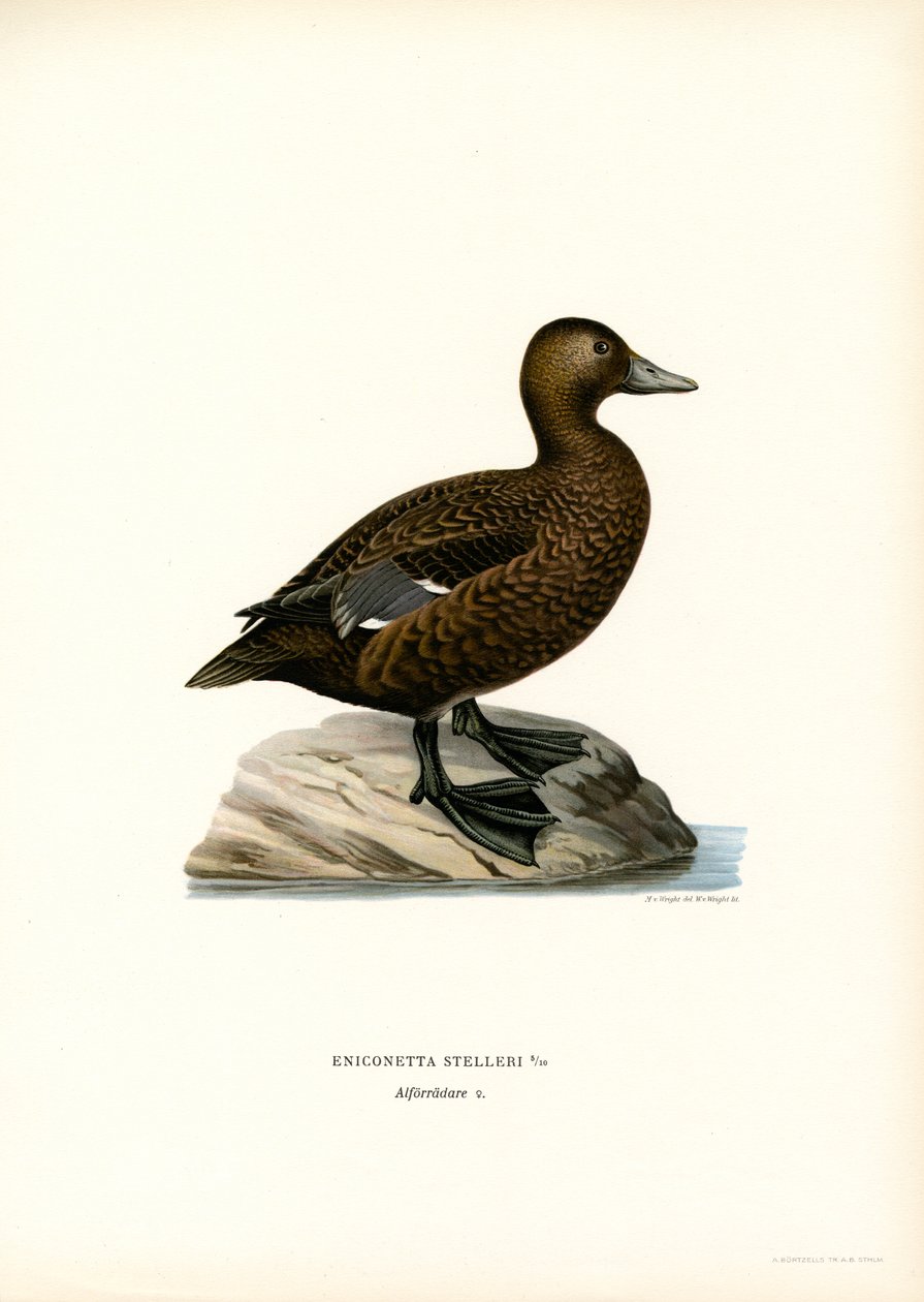 Kis Eider (színes litó) alkotó: Magnus Ferdinand and Wilhelm von Wright