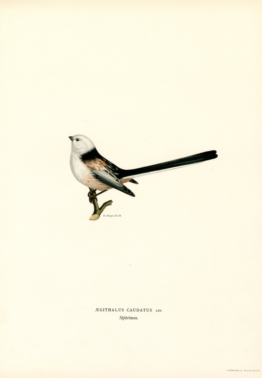 Hosszúfarkú cinege (színes litó) alkotó: Magnus Ferdinand and Wilhelm von Wright