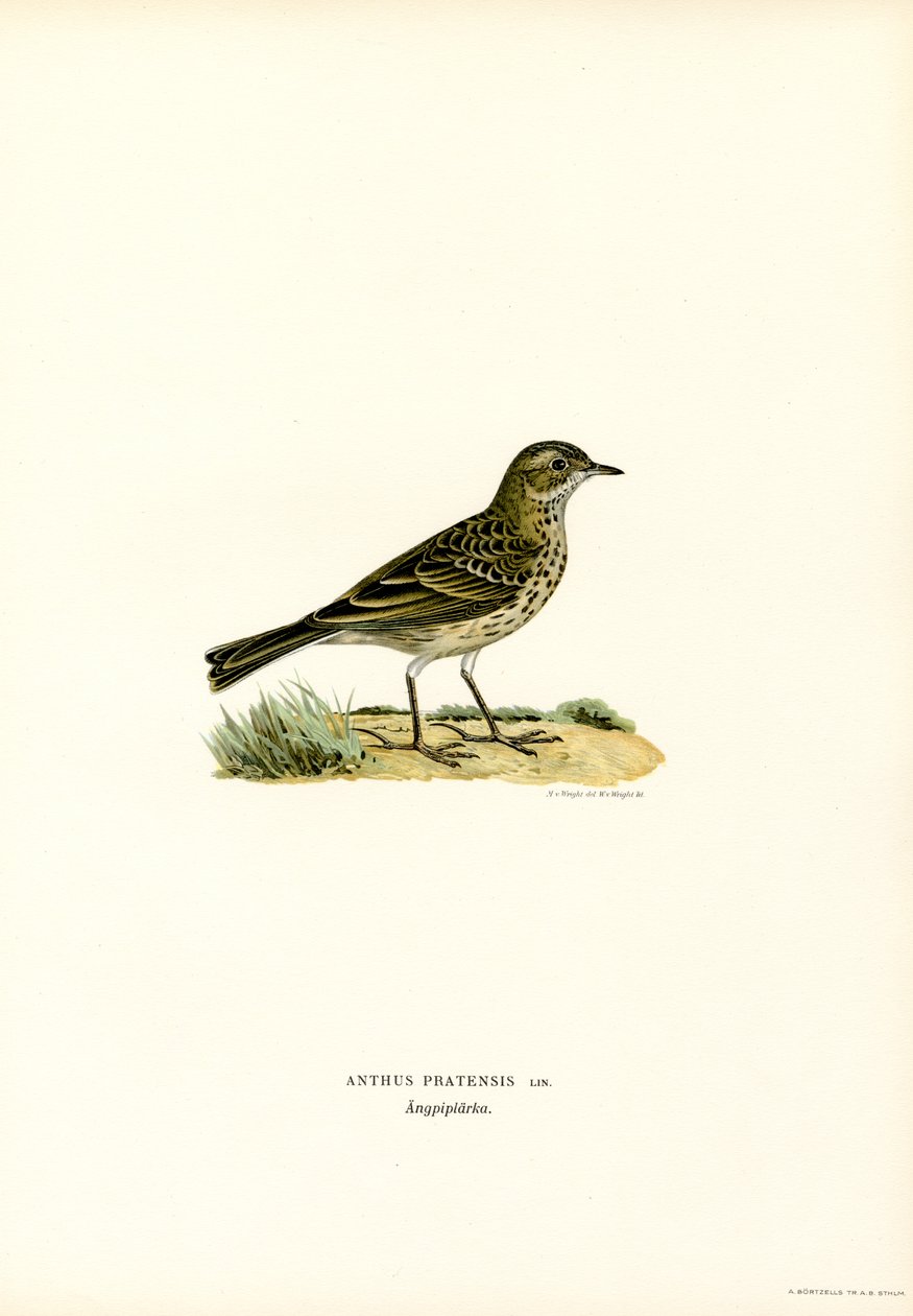 Meadow Pipit (színes litó) alkotó: Magnus Ferdinand and Wilhelm von Wright