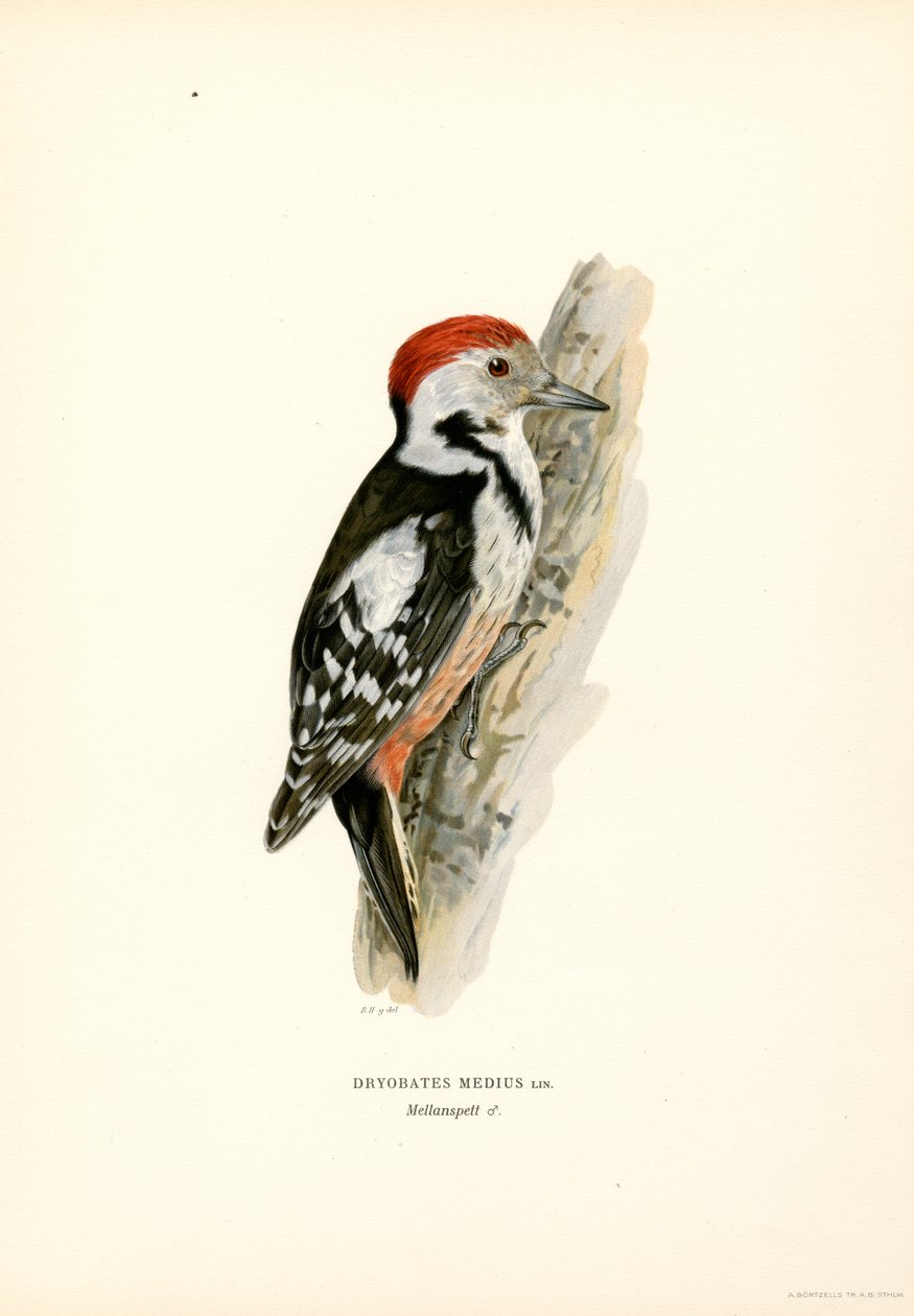Közepes pettyes harkály (színes litho) alkotó: Magnus Ferdinand and Wilhelm von Wright