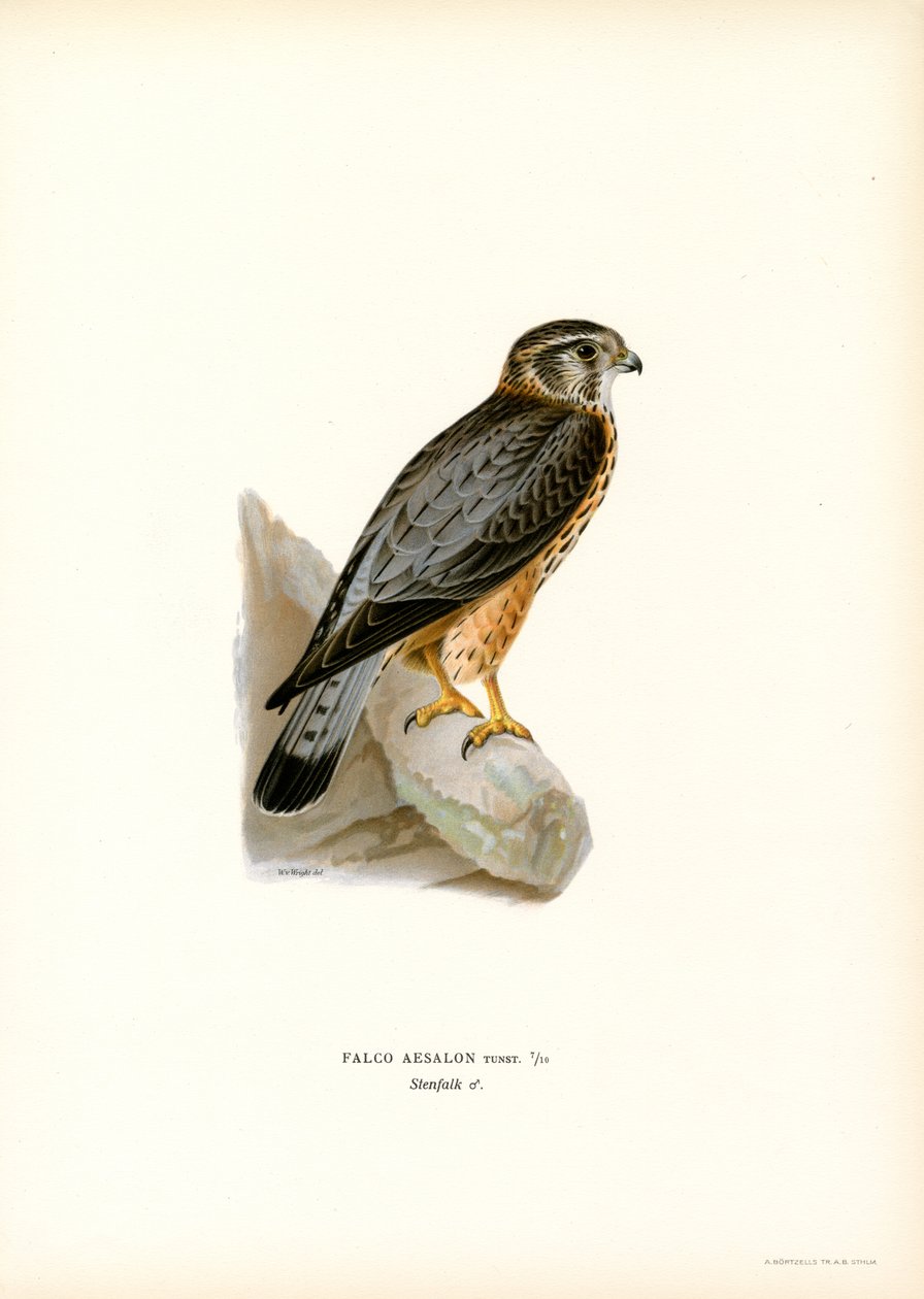 Merlin (színes litó) alkotó: Magnus Ferdinand and Wilhelm von Wright