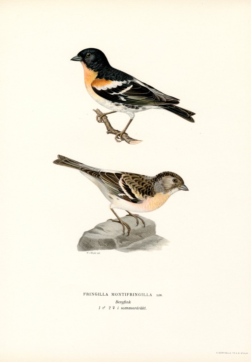 Hegyi pinty (színes litho) alkotó: Magnus Ferdinand and Wilhelm von Wright