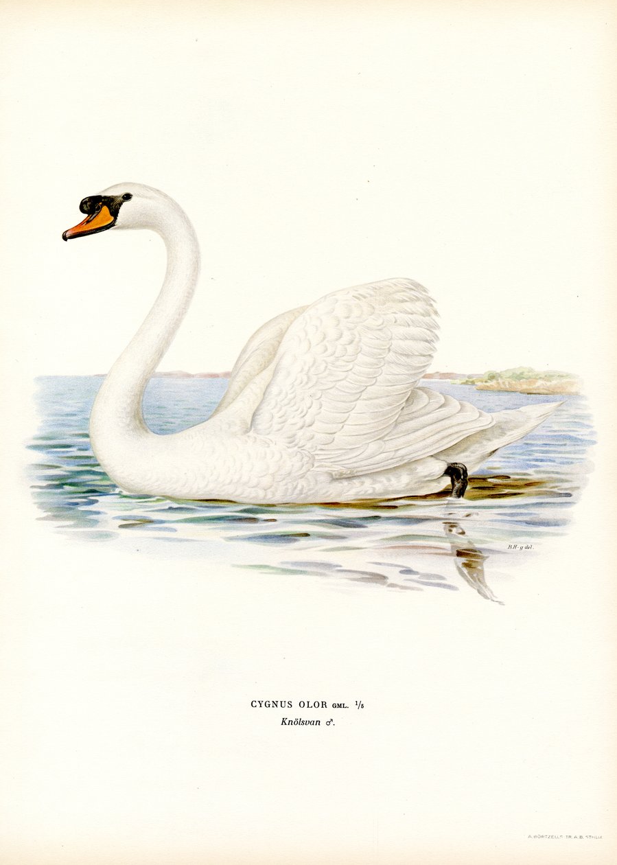 bütykös hattyú (színes litó) alkotó: Magnus Ferdinand and Wilhelm von Wright