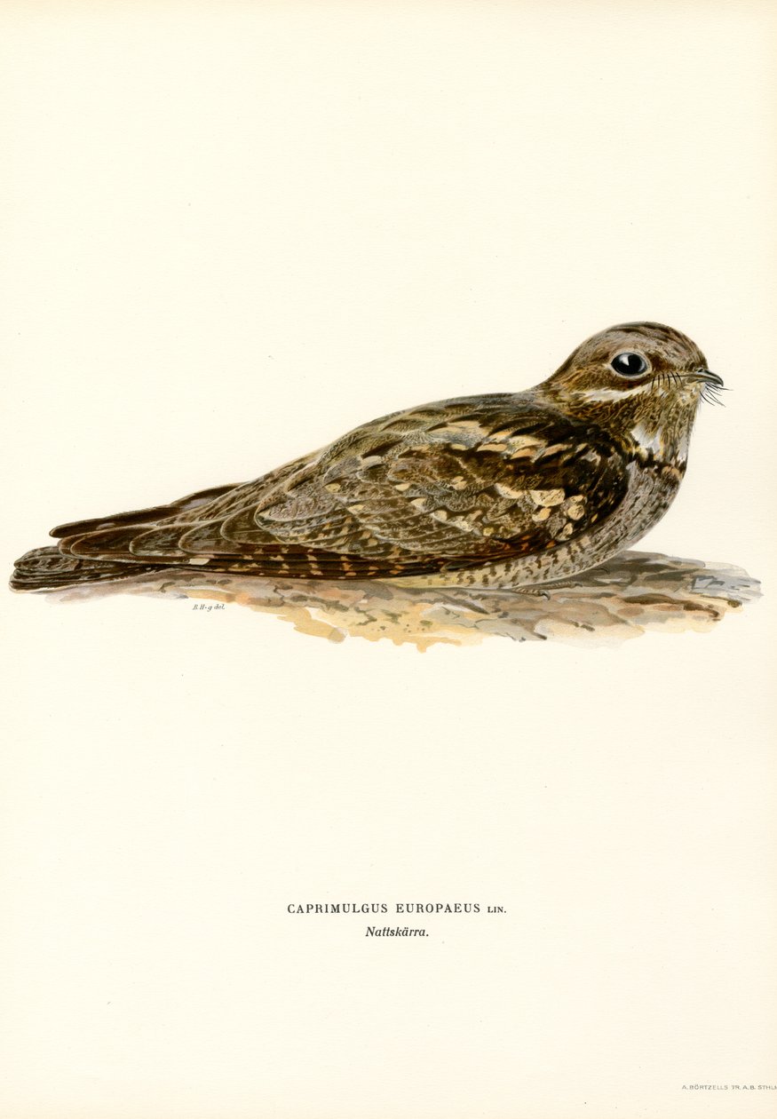 Nightjar (színes részek) alkotó: Magnus Ferdinand and Wilhelm von Wright