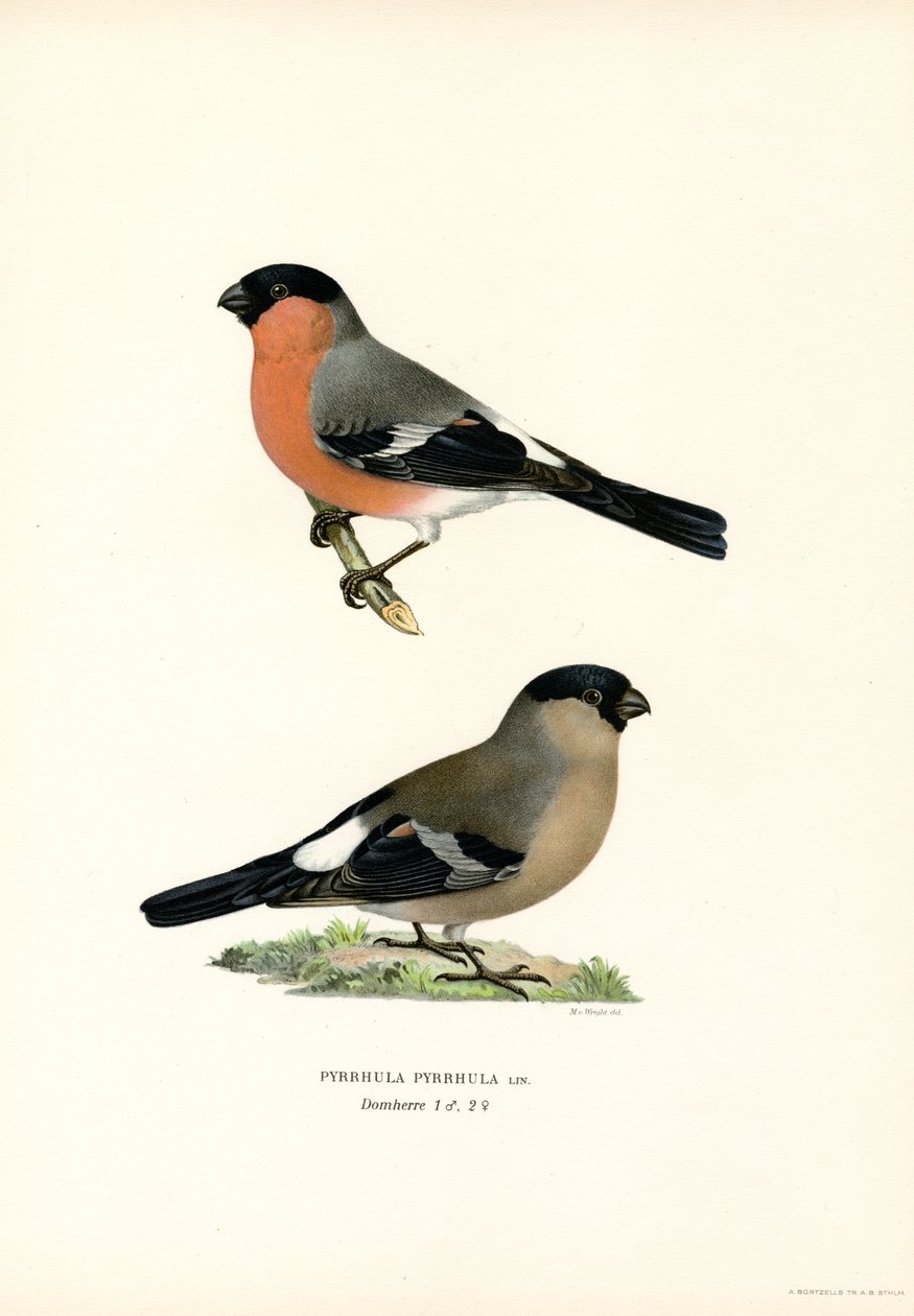 Észak-eurázsiai süvöltő (színes litho) alkotó: Magnus Ferdinand and Wilhelm von Wright