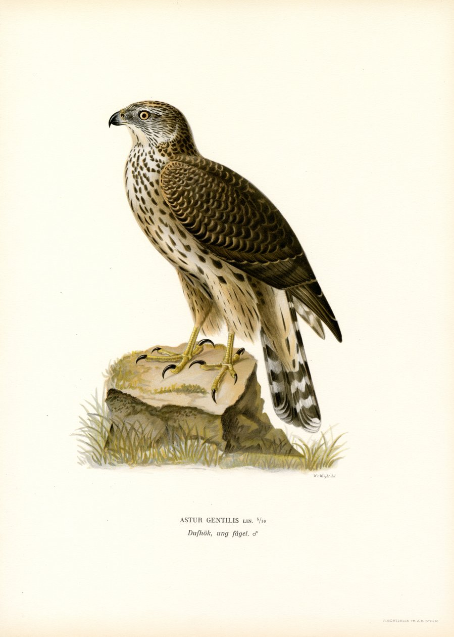 Northern Goshawk (színes litó) alkotó: Magnus Ferdinand and Wilhelm von Wright