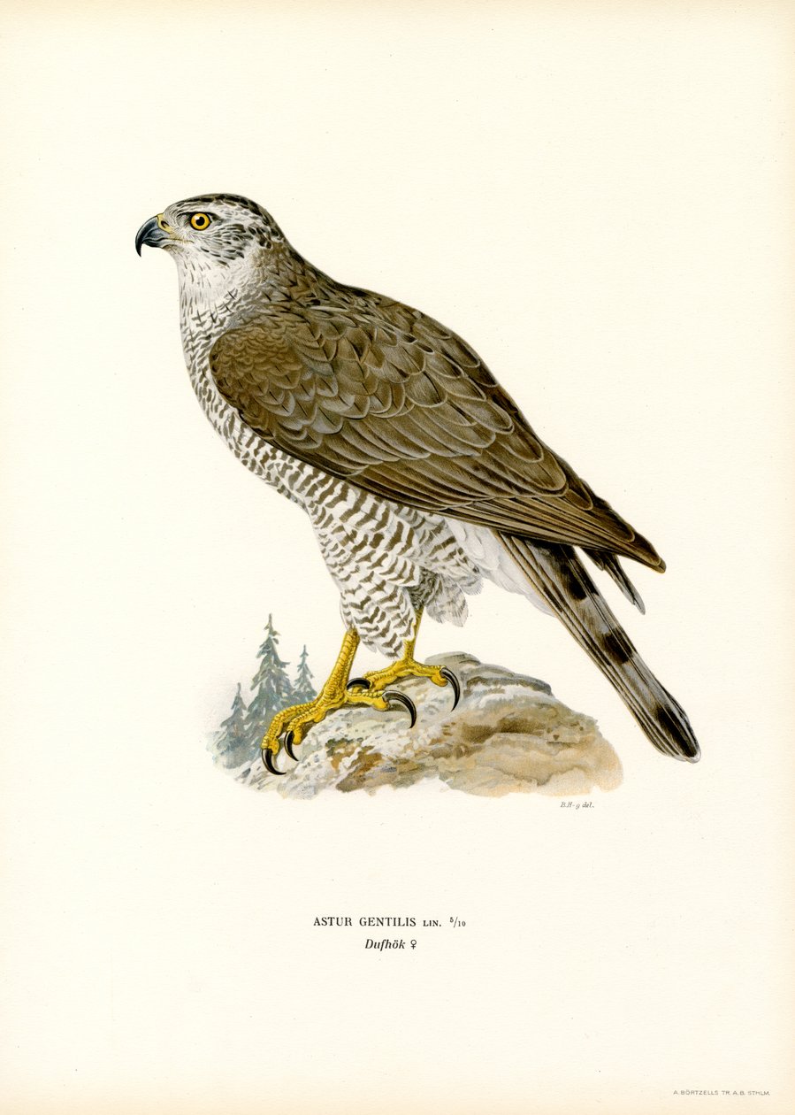 Northern Goshawk (színes litó) alkotó: Magnus Ferdinand and Wilhelm von Wright