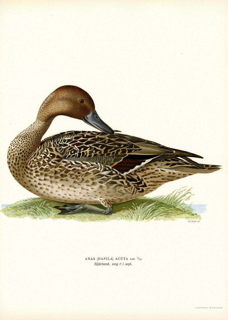 Northern Pintail (színes litó) alkotó: Magnus Ferdinand and Wilhelm von Wright