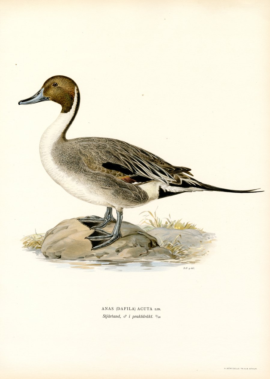 Northern Pintail (színes litó) alkotó: Magnus Ferdinand and Wilhelm von Wright