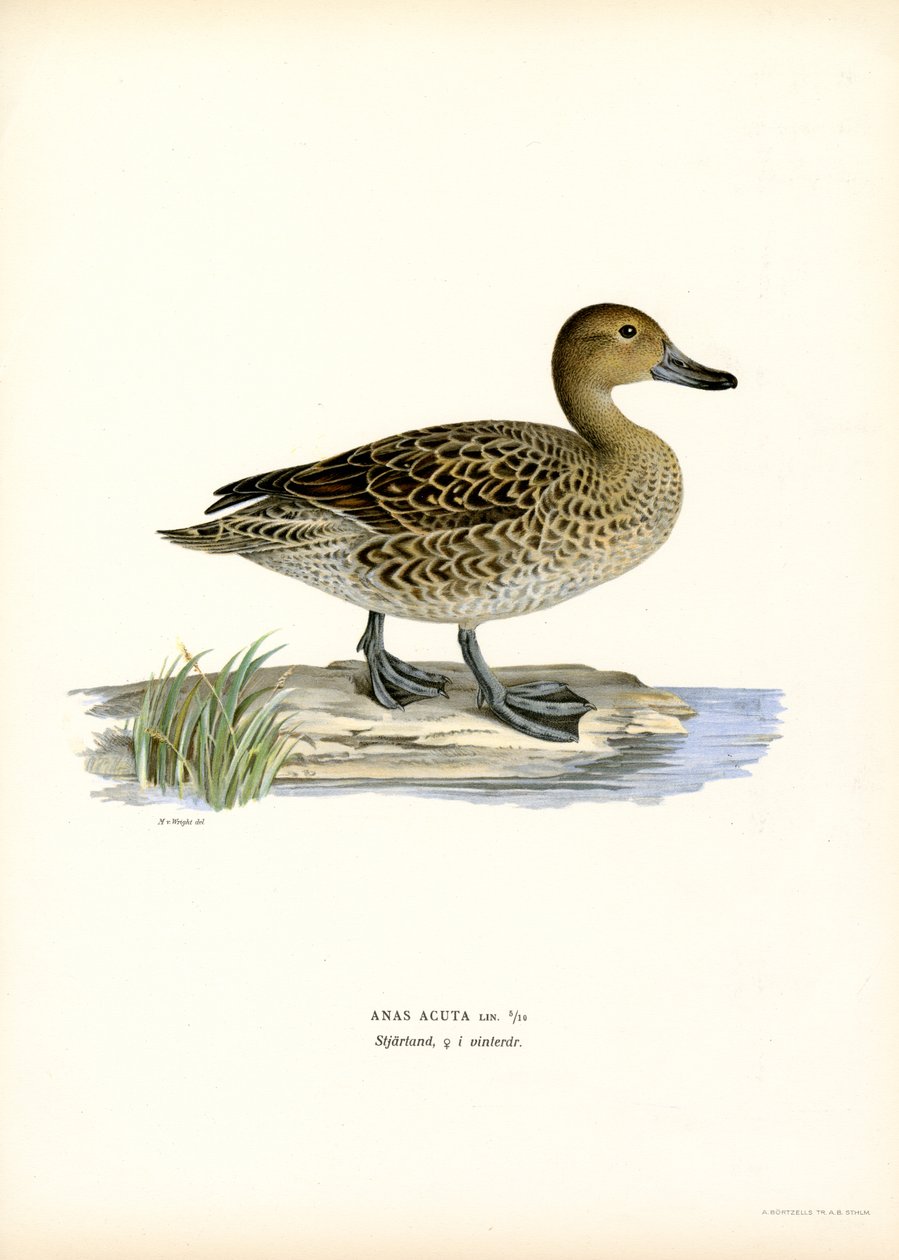 Northern Pintail (színes litó) alkotó: Magnus Ferdinand and Wilhelm von Wright