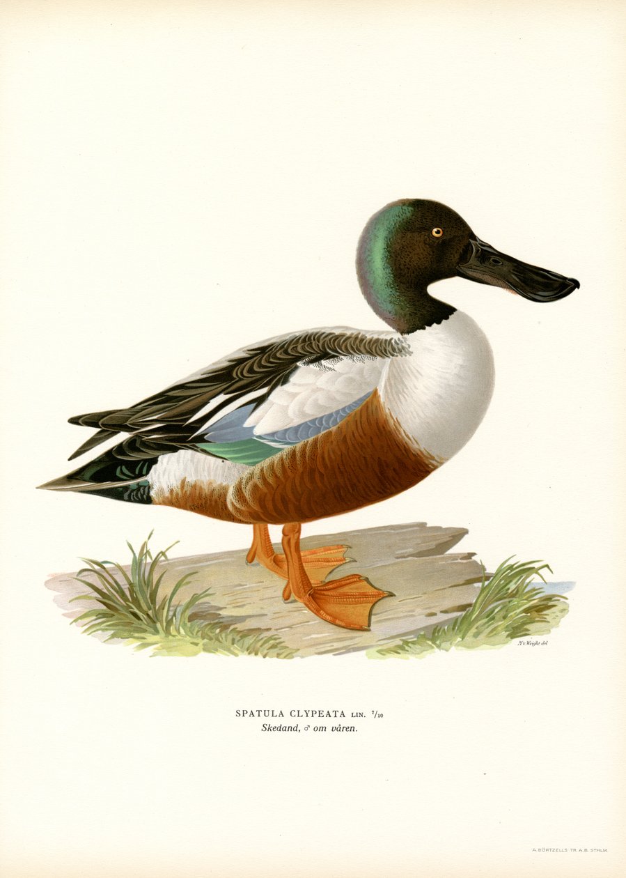 Northern Shoveler (colour litho)   1406743   hu       hungarian Successfully Translated  Original: Evangeline Translat: Evangeline 1337510 hu hungarian Successfully Translated Original: Wind-Swept Sands Translat: Wind-Swept Sands 1421769 hu hungarian Succe alkotó: Magnus Ferdinand and Wilhelm von Wright