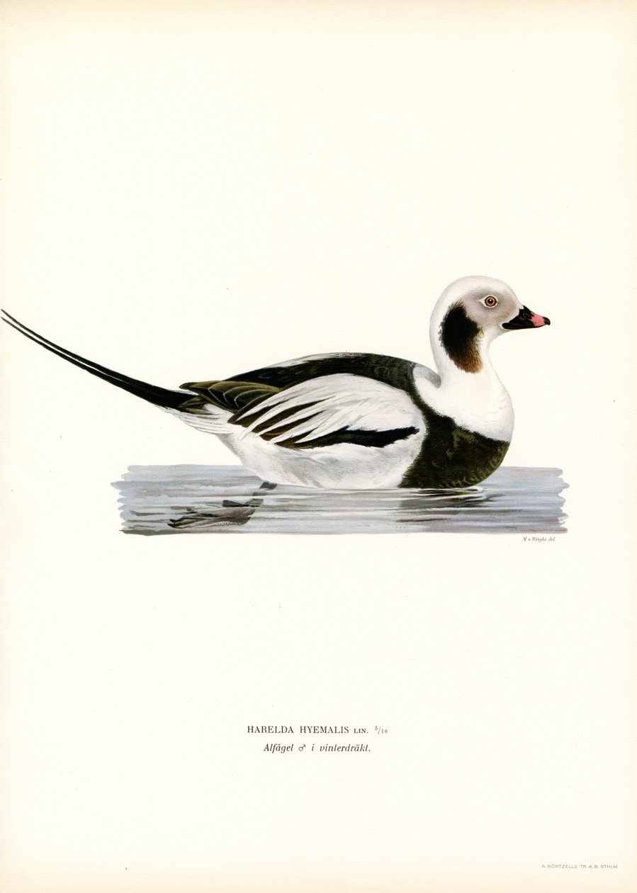 Oldsquaw Duck (színes litho) alkotó: Magnus Ferdinand and Wilhelm von Wright