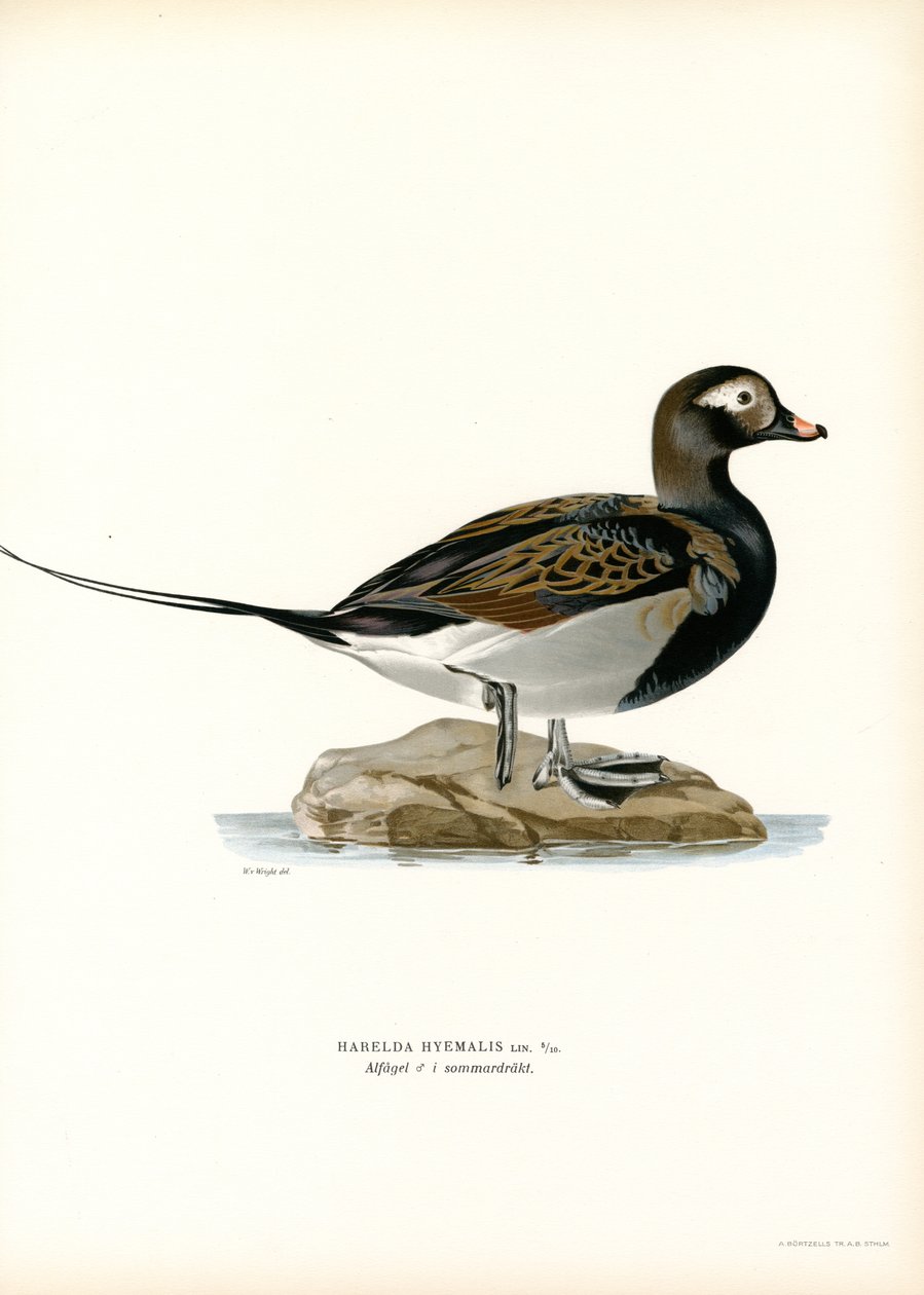 Oldsquaw Duck (színes litho) alkotó: Magnus Ferdinand and Wilhelm von Wright
