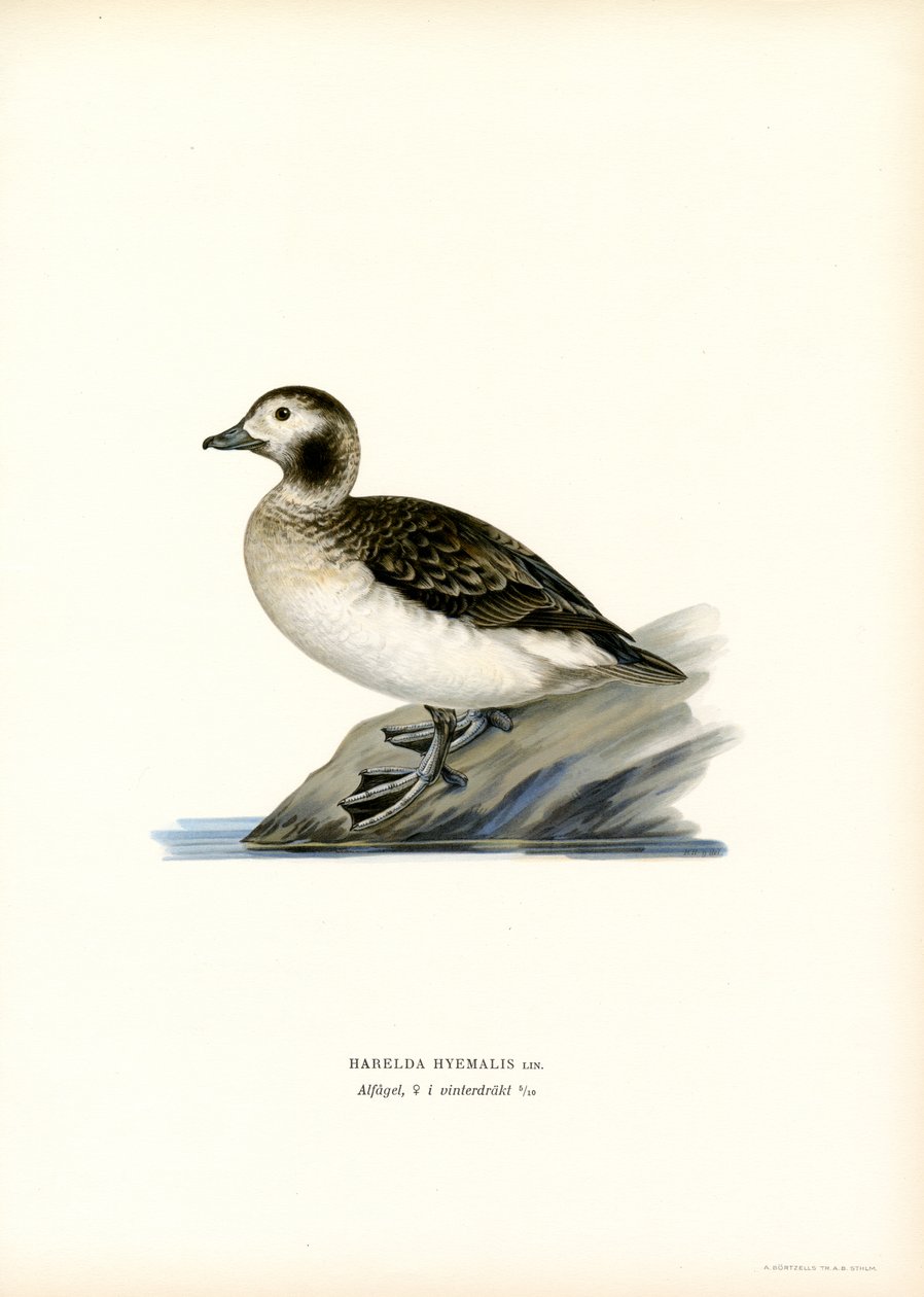 Oldsquaw Duck (színes litho) alkotó: Magnus Ferdinand and Wilhelm von Wright