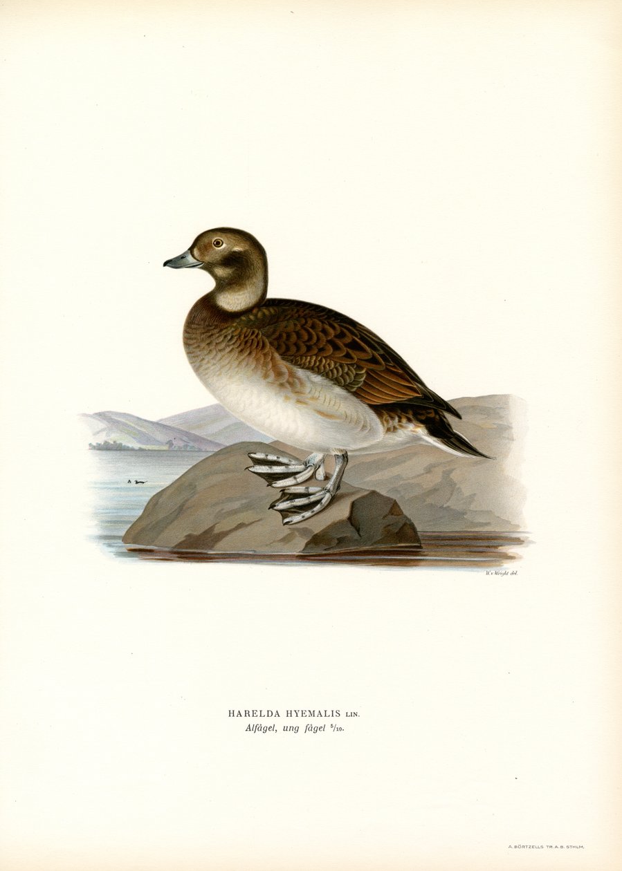 Oldsquaw Duck (színes litho) alkotó: Magnus Ferdinand and Wilhelm von Wright