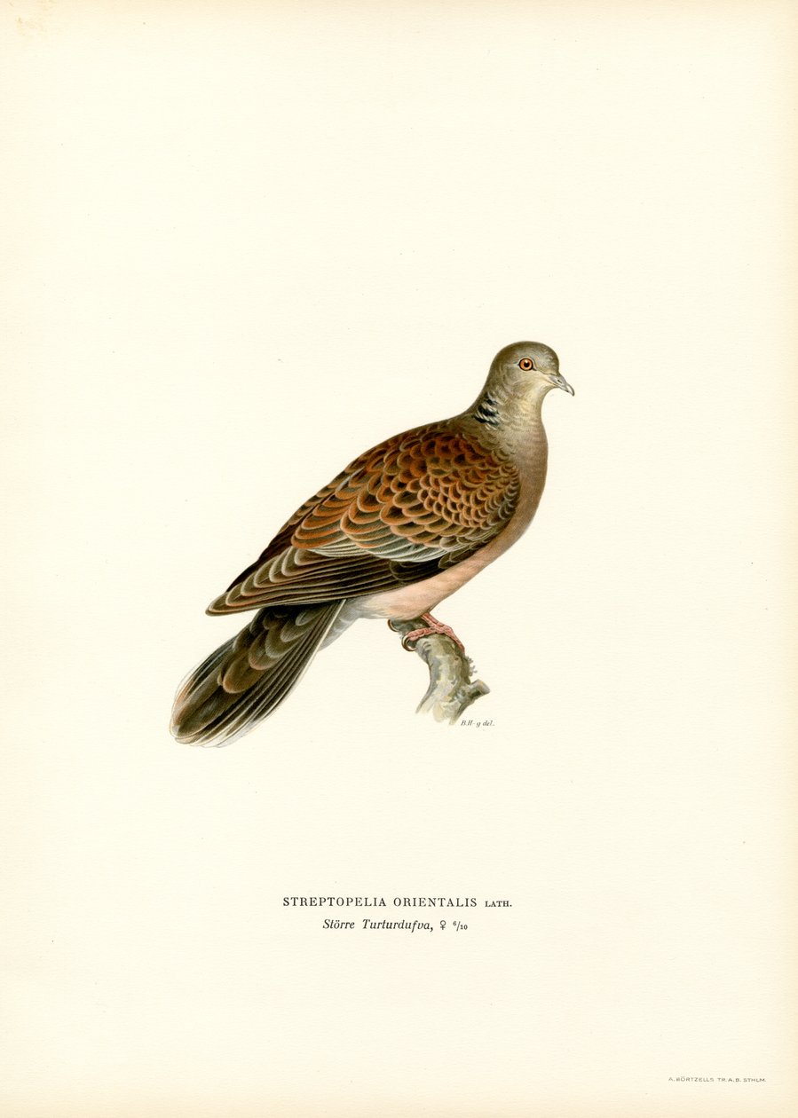 Oriental Turtle Dove (colour litho)   1412968   hu       hungarian Successfully Translated  Original: Carnaval Translat: Carnaval 1293033 hu hungarian Successfully Translated Original: Egyptische hoogwaardigheidsbekleder legt een bezoek af Translat: Egypti alkotó: Magnus Ferdinand and Wilhelm von Wright