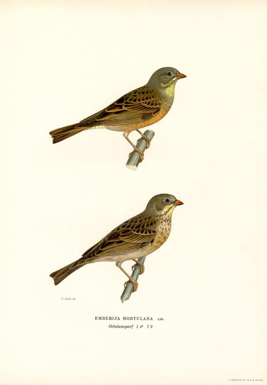 Ortolan sármány (színes litó) alkotó: Magnus Ferdinand and Wilhelm von Wright