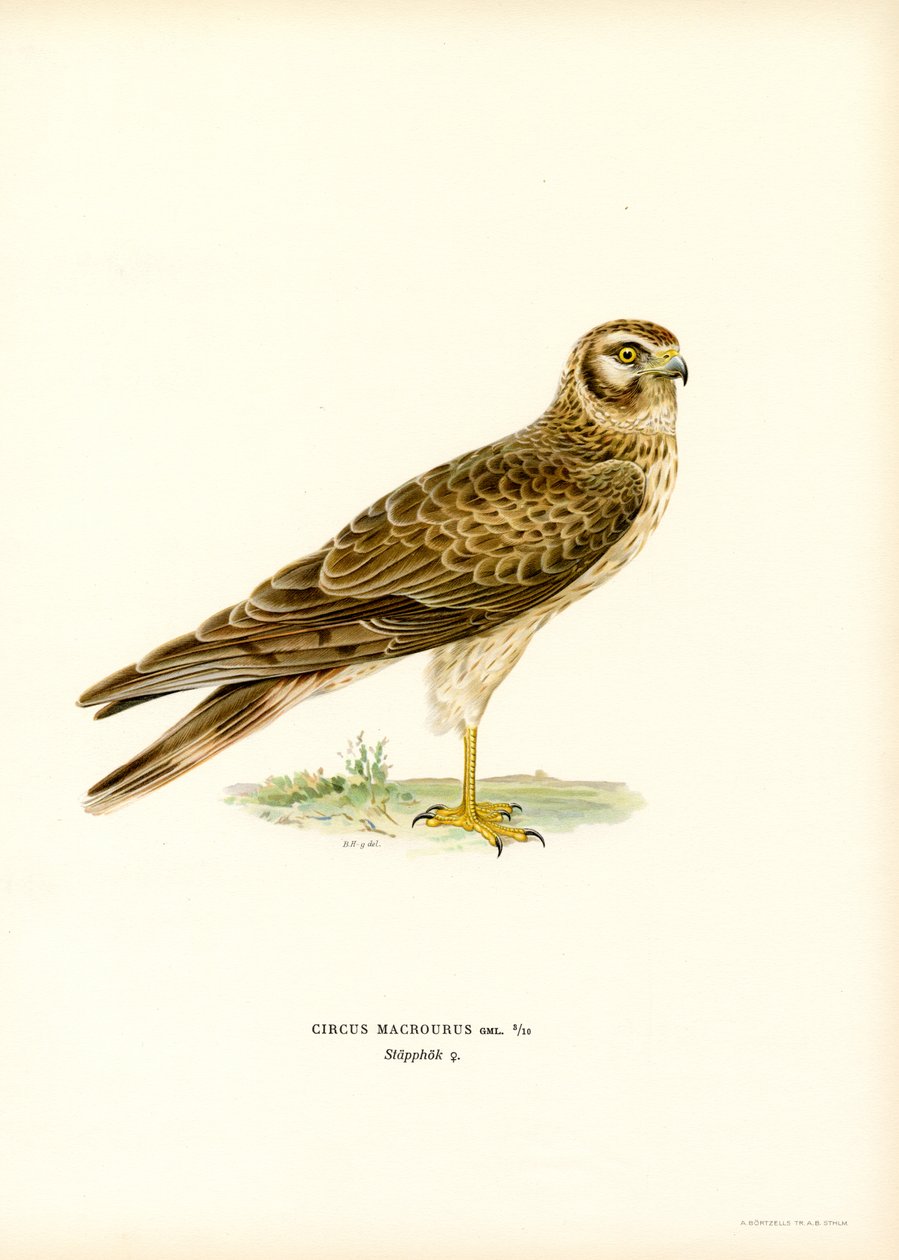 Pallid Harrier (színes litó) alkotó: Magnus Ferdinand and Wilhelm von Wright