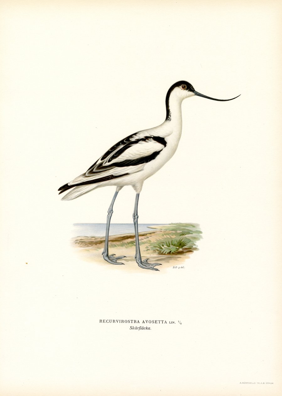 Pied Avocet (színes litó) alkotó: Magnus Ferdinand and Wilhelm von Wright