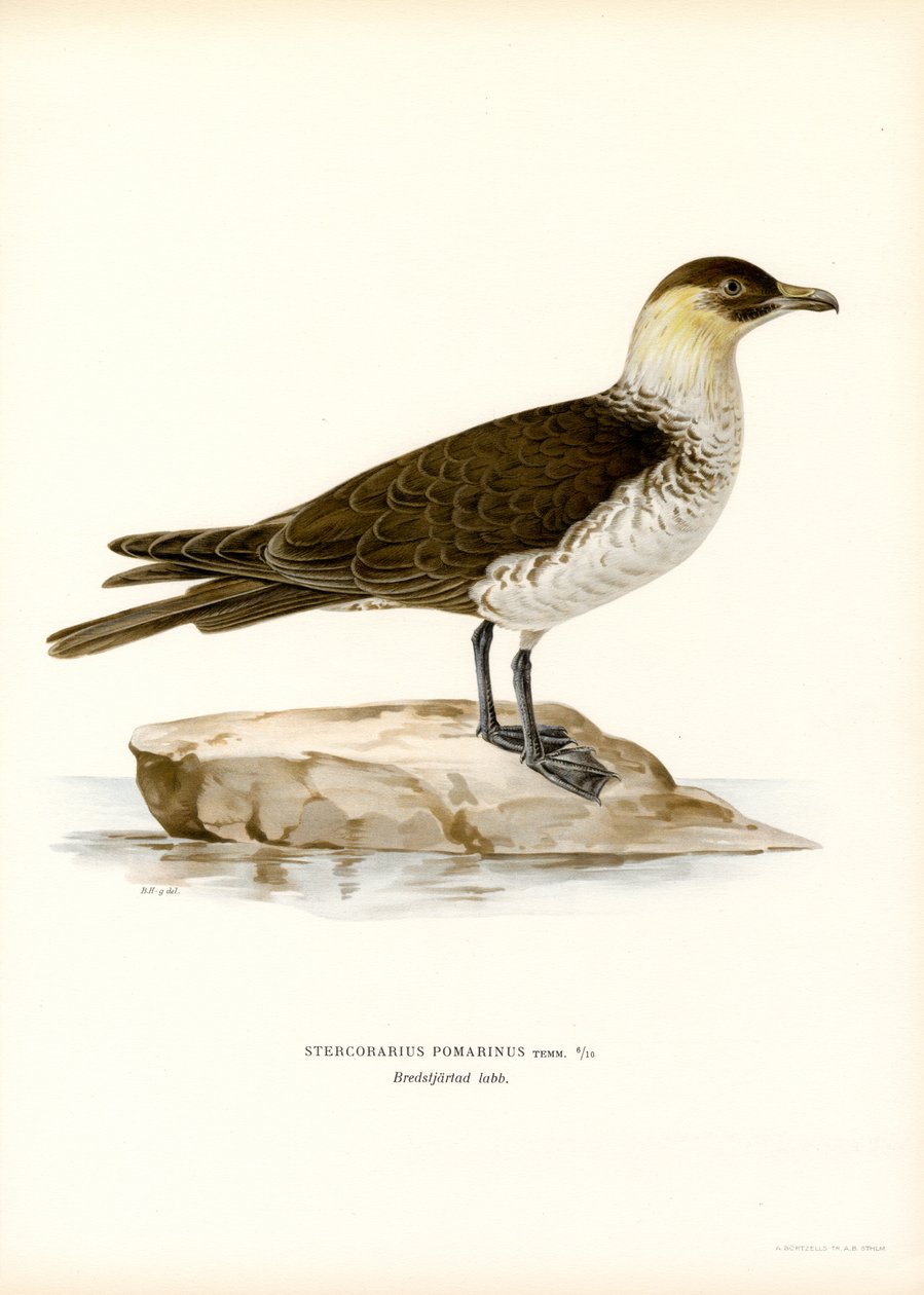 Pomarine Skua (színes tagok) alkotó: Magnus Ferdinand and Wilhelm von Wright