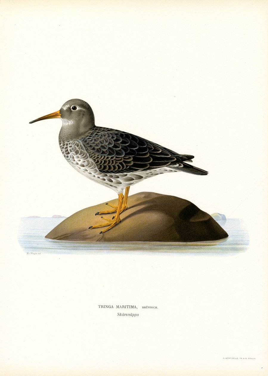 Purple Sandpiper (színes litho) alkotó: Magnus Ferdinand and Wilhelm von Wright