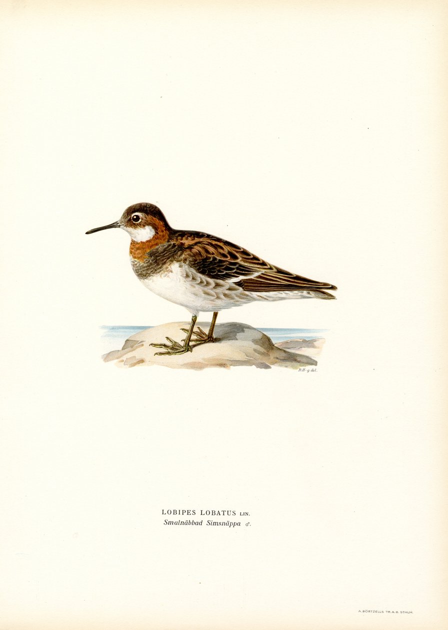 Vörös nyakú phalarope (színes litó) alkotó: Magnus Ferdinand and Wilhelm von Wright