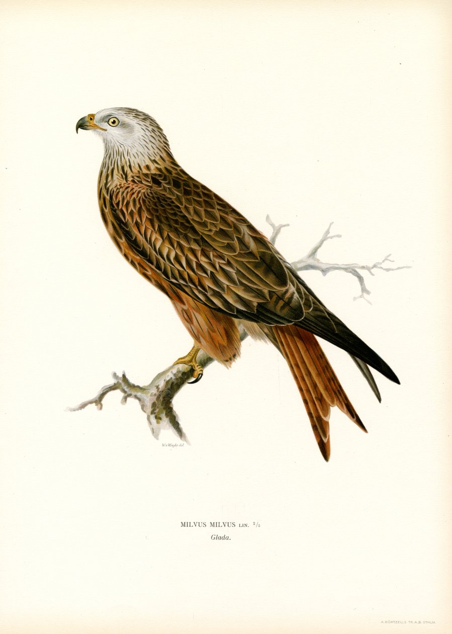 Red Kite (színes litho) alkotó: Magnus Ferdinand and Wilhelm von Wright