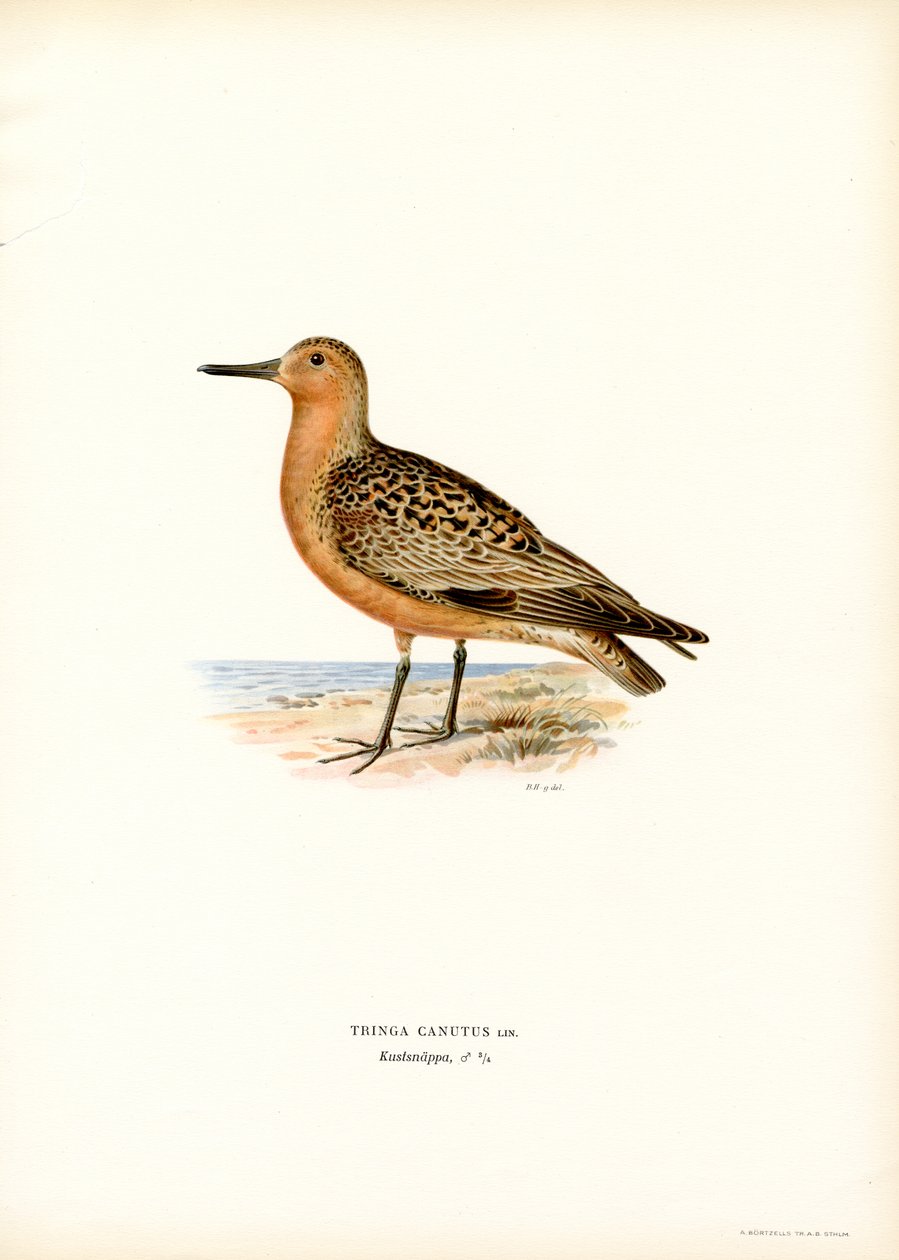 Red Knot (színes litó) alkotó: Magnus Ferdinand and Wilhelm von Wright